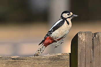 great Spotted Woodpecker, woodpecker, bird, wildlife, forest Bird, bird Watching, ornithology, animal