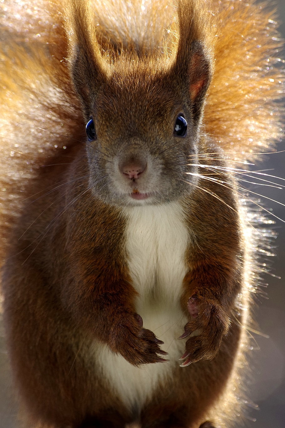 squirrel, mammal, fur, cute, wild, rodent