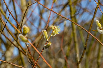 jehnědy, jaro, větev, květ, Příroda, kožešinový, willow catkins, načechraný, květ kotě