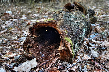 nature, bough, tree, fallen, trunk