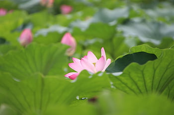 lotus, pink Flowers, water Lilies, lotus Flowers, bloom, blossom, aquatic Plants, flora, nature, lake, pond
