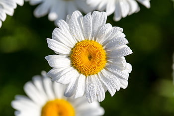 bianca, margherita, fiore, primavera, biologico, natura, crescita, naturale, fioritura, fiorire, avvicinamento