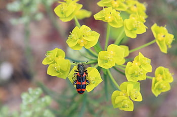 insect, flower, garden, fauna, flora, red And Black Thumbtack, striped Thumbtack, spring, nature, trichodes Alvearius, hive Trichode
