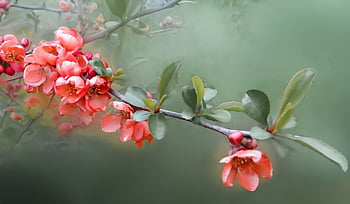 bloem, bloem behang, bloemen, kweepeer, struik, de lente, natuur, bloem achtergrond, planten, mooie bloemen, schoonheid