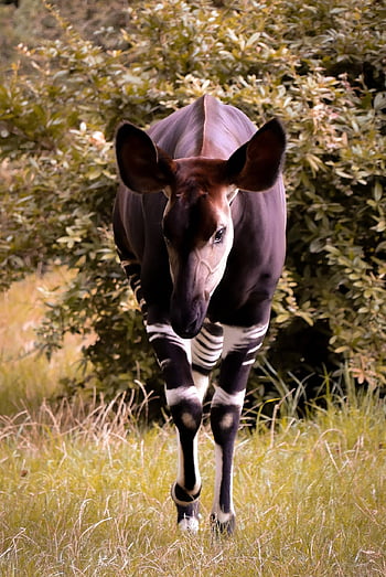okapi, Forest Giraffe, giraffa congolese, Giraffa zebra, zoo, natura, fotografia animale