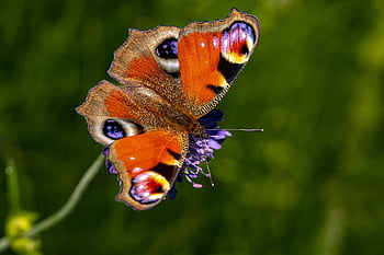 peacock Butterfly, butterfly, flower, european Peacock, beautiful Flowers, colorful Butterfly, insect, aglais Io, flower Background, flower Wallpaper, pollination