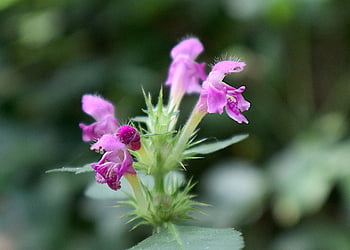 galeopsis pubescens, konopice, ดอกไม้, ตา, ปลูก, สมุนไพร, ป่า, ทุ่งหญ้า