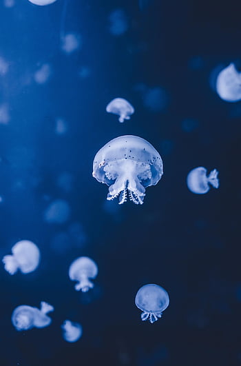 jellyfish, nature, sea, underwater, underwater World, sea Animals, ocean, animals, wildlife, atlantic Ocean, deep Sea