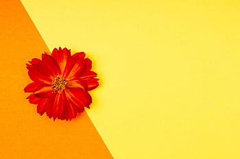 flower, minimalist, background, sulfur Cosmos, bloom, yellow, orange, hd Wallpaper, colorful, valentines, minimal