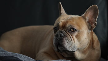 animal, french Bulldog, dog, nature, canine, breed, portrait, animal Portrait, dog Portrait, friend, pet