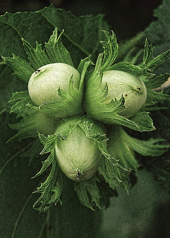 közös mogyoró, mogyoró, dió, növény, természet, barna, élelmiszer, esik, Mogyoróbokor, fa gyümölcs, corylus avellana