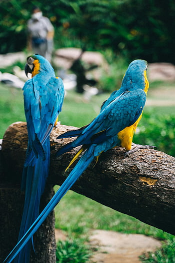 blue macaw birds, selective focus, colorful macaws, vibrant natural setting, close-up photo, blue and yellow macaws, perched macaws, tropical birds, wildlife photography, nature scene, parrot species