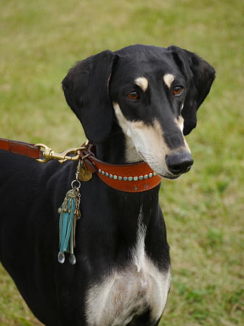 saluki, vinthund, hund, inhemsk, djur-, sällskapsdjur, krage, päls