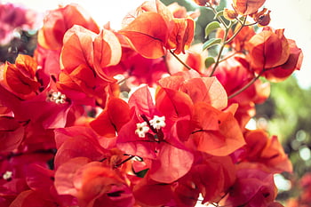 red leafed tree, vivid red Bougainvillea, close-up flowers, sunny garden, red Bougainvillea, floral photography, garden flowers, red flowers, outdoor photography, nature photography, vibrant colors