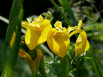 bažina iris, žlutá, Swamp Sword Lily, voda-meč lilie, iridaceae, zblízka, lilie, divoká rostlina, jaro, červen