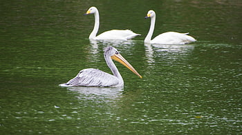 labutě, pelikán, jezero, brodění ptáků, ptáků, anatidae, vodní ptáci, vodních ptáků, Příroda, rybník, živočišného světa