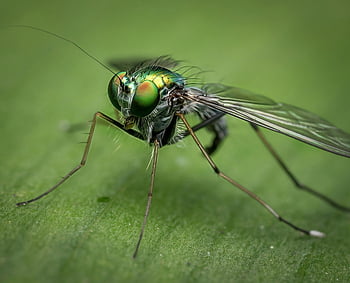 macro photography, green long-legged fly, iridescent eyes, shallow focus, insect on leaf, detailed macro, green insect, fly on leaf, close-up insect, nature photography, macro insect