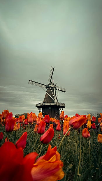 větrný mlýn, Tulipán louka, zářivé tulipánové pole, jaro Nizozemsko, malebný větrný mlýn, holandský větrný mlýn, Tulipán květy, jarní scenérie, nizozemské krajiny, fotografie větrného mlýna, fotografování tulipánového pole