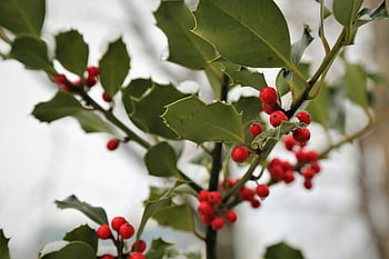 ilex aquifolium, fælles helligdom, jul holly, røde bær, grønne blade, afdeling, vinter, natur, flora, havebrug, udendørs