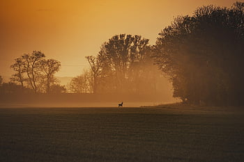 deer, sunset, park, trees, shilouette, nature, landscape, animal, calm, tranquil, scenic