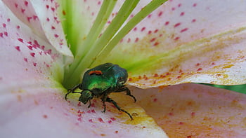 růže brouk, běžný růžový chafer, cetonia aurata, hmyz, zelený brouk, Příroda, lilie, květ, brouk