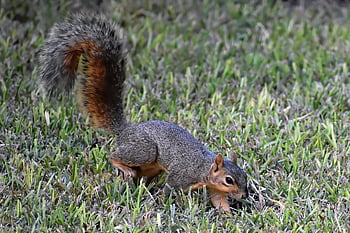 squirrel, rodent, animal, mammal, wildlife, nature, forging, outdoors