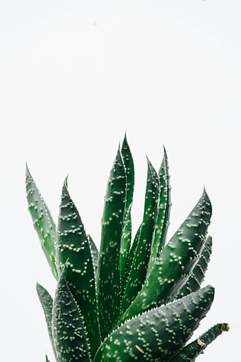 pianta di aloe vera, foto ravvicinata, sfondo bianco, aloe vera vibrante, sfondo minimo, pianta verde, pianta succulenta, Close-up di aloe vera, fotografia di piante, Aloe vera foglie