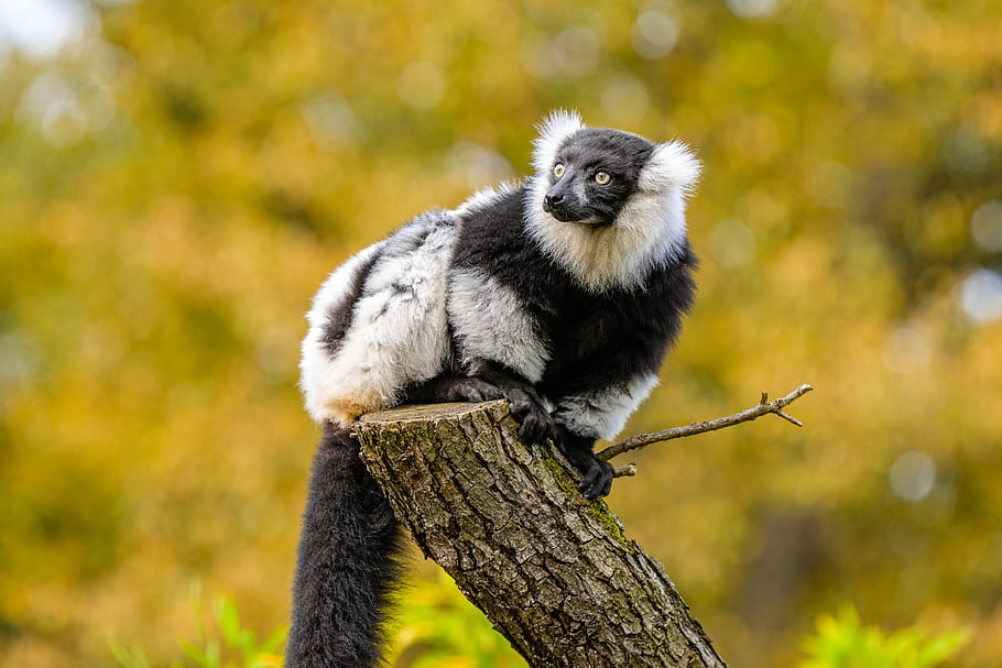 μαύρο και άσπρο lemur, Γερμανία, Nikon Z 50, ΖΩΟΛΟΓΙΚΟΣ ΚΗΠΟΣ, μανταγκασκάρη, κλαδί δέντρου, άγρια ζωή, αρχιεπίσκοπος, φύση, σε εξωτερικό χώρο, ζώο