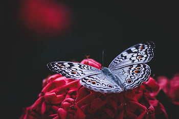 grey Pansy Butterfly, insect, flower, flower Wallpaper, butterfly, wings, beautiful Flowers, red Flower, plant, meadow, flower Background