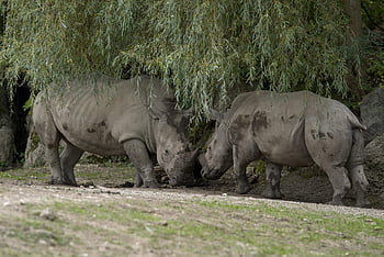 nosorožci, bojování, Příroda, zvíře, zoo, Salzburg, Rakousko
