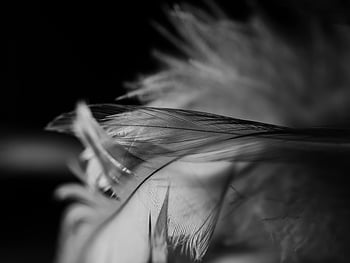černé peří, selektivní zaměření, detail, Jemná textura, Monochromatické tóny, Černý a bílý, umělecké fotografie, detail peří, vysoký kontrast, výtvarné umění, příroda makro