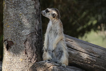 meerkat, πανίδα, των ζώων, pixie, έρημος, Νοτιοαφρικανική Meerkat, suricata suricatta, φύση, θηλαστικό ζώο, άγριο ζώο, ερημιά