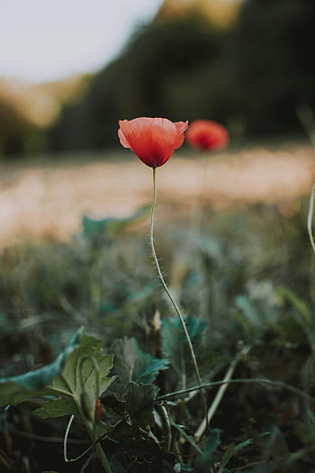 červený květ máku, Fotografie selektivního zaměření, Vibrující červená mák, kvetoucí mák, letní pole, rozmazané pozadí, detailní fotografie, fotografování přírody, květinové fotografie, makový květ, pole květiny