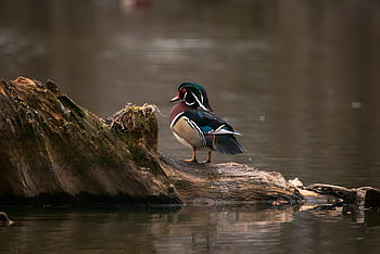 dřevo kachna, jezero, pták, ornitologie, zvíře, fauna, Příroda, bažina, volně žijících živočichů