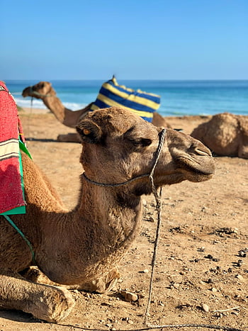 camel resting, beach, Tangier, Morocco, scenic coastline, relaxed camel, shore, ocean view, desert animal, coastal scene, sand
