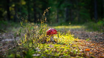 rode paddestoel, levendige paddestoel, weelderig bos, detailopname, boslandschap, natuurfotografie, buiten scène, bosflora, natuurlijke schoonheid, herfstkleuren, wilde paddenstoel