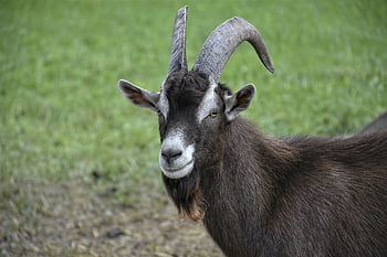koza, Kozel, rohy, hospodářských zvířat, rohatý, domácí koza, bock, kozí buck, kopytnatec, živočišného světa, přežvýkavec