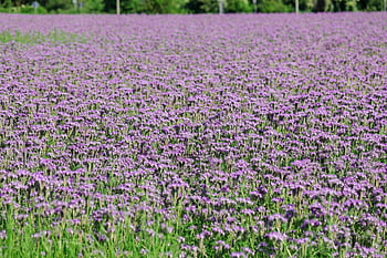phacelia, Včelí pastviny, včela příteli, všívané krásné, všívaná květina, fialový, raublattgewächs, včelařská rostlina, letní, hydrophylloideae, květenství