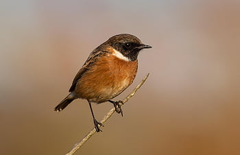 stonechat, bird, animal, male Stonechat, wildlife, small Bird, songbird, plumage, beak, perched, nature