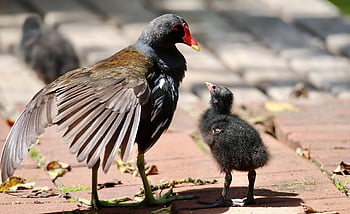 ムーアヘンズ、 一般的なムーアヘン、 鳥、 ガリヌラクロロプス、 野生動物、 動物たち、 自然、 アブラナ科、 ひよこ