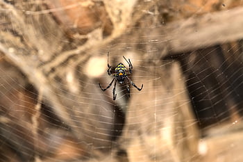 паяк, вид от паякообразни, паяжина, мрежа, кълбо, тъкач, насекомо, буболечка, Arachnophobia, природа, дивата природа