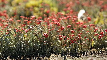 lišejník, cladonia, fotografování přírody, vřes, Match Red Heather, fotosyntetická, Příroda, jaro, květiny, rostlin