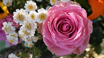 flowers, bouquet, floral Arrangement, nature, bloom, roses, daisies
