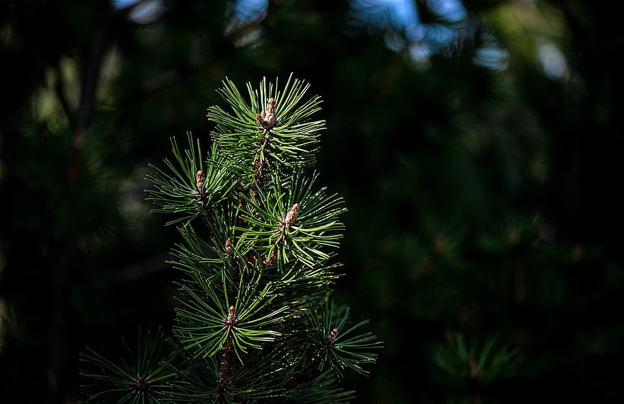 pino, albero, foresta, Sfondo 1920x1080, sfondi fantastici, natura, carta da parati hd, legna, natura meravigliosa, sfondo della natura, carta da parati mac