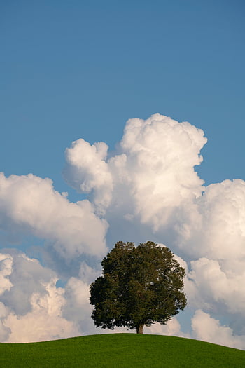 osamělý strom, zelená hora, modrá obloha, načechrané mraky, čisté nebe, kopec, přírodní krajina, pohled, venkovní scénu, Mírové prostředí