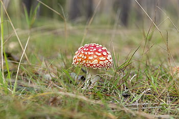 fly agaric, champignon, Skov, paddehat, svamp, rød champignon, fly amanita, amanita muscaria, natur
