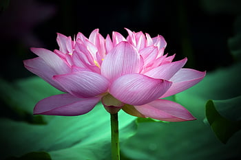 loto, fiore, carta da parati floreale, bellissimi fiori, sfondo di fiori, pianta, petali, fiore rosa, Ninfea, loto indiano, loto sacro