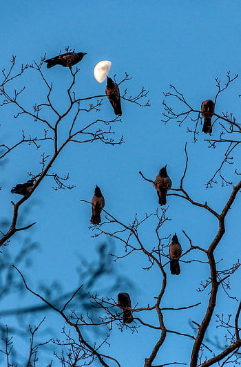 birds, crows, tree, flock, branches, moon, nature