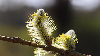 nature, plants, base, willow, twigs, closeup, macro Photography, stamens, spring