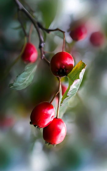 rosehofte, bær, frukt, rose hep, rose haw, rose bush, grener, blader, høst, høstløv, høstfarger